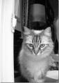 Mes animaux